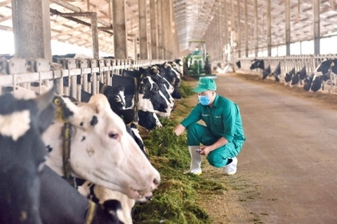 Dairy businesses (VNM) expect to improve profit margin